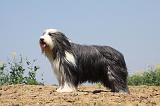 BEARDED COLLIE 177